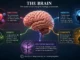Illustration of the human brain connected to emotions, memory, habits, curiosity, and decision-making concepts in psychology.